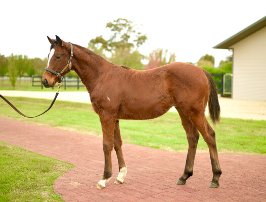 Lot 202: Cylinder / Special Diva
