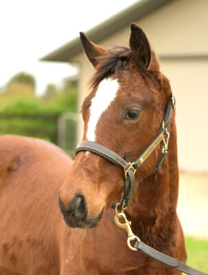 Lot 202: Cylinder / Special Diva