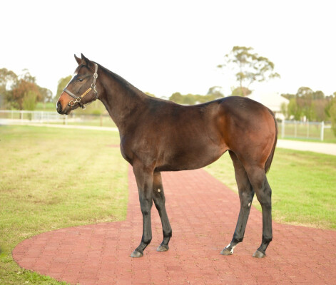 Lot 231: Brazen Beau / Thawaabet
