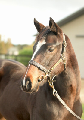 Lot 231: Brazen Beau / Thawaabet