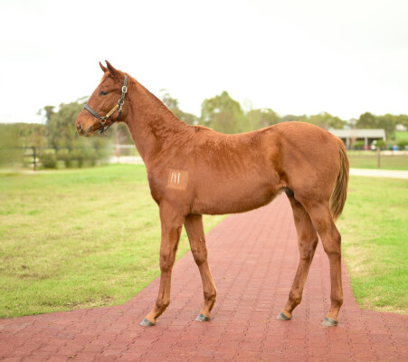 Lot 270: Profiteer / White Hibiscus