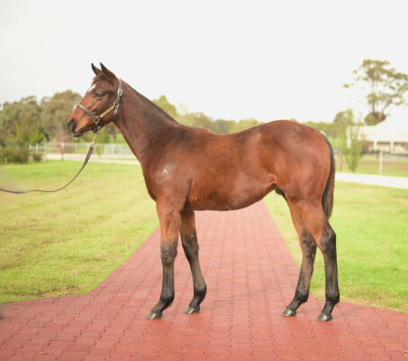 Lot 299: Hellbent / All She Wrote (NZ)