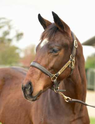 Lot 299: Hellbent / All She Wrote (NZ)