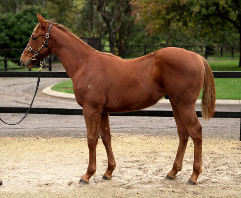 Lot 66: Oxley Road / Longing