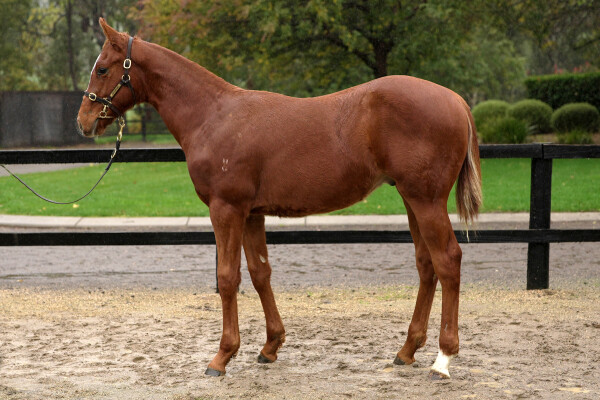 Lot 110: Zousain / Need New Friends