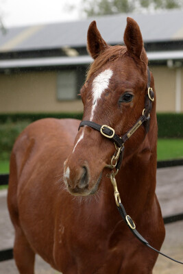 Lot 110: Zousain / Need New Friends