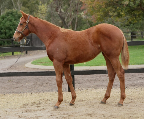 Lot 131: Ozzmosis / Pearl Crescent