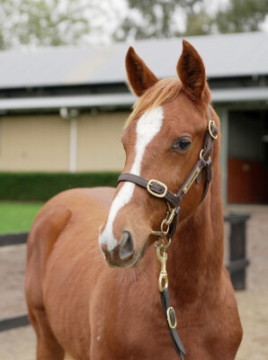 Lot 131: Ozzmosis / Pearl Crescent