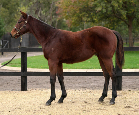 Lot 142: Oxley Road / Queen Adele