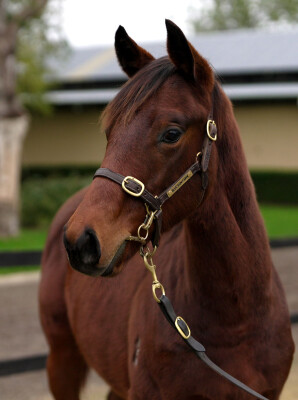 Lot 142: Oxley Road / Queen Adele