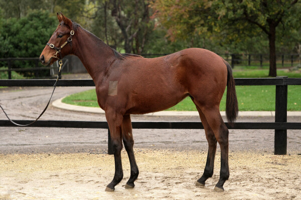 Lot 145: Flying Artie / Quiet Maggy (USA)