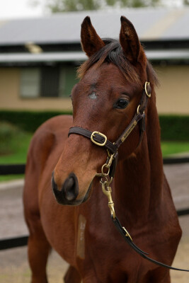 Lot 145: Flying Artie / Quiet Maggy (USA)