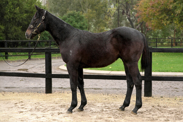 Lot 243: Grunt (NZ) / Touch a Cloud