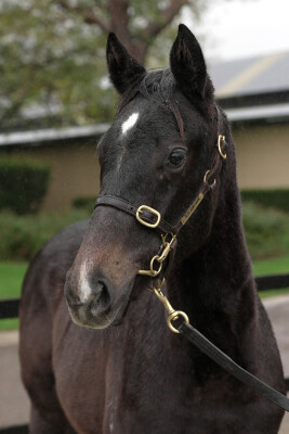 Lot 243: Grunt (NZ) / Touch a Cloud