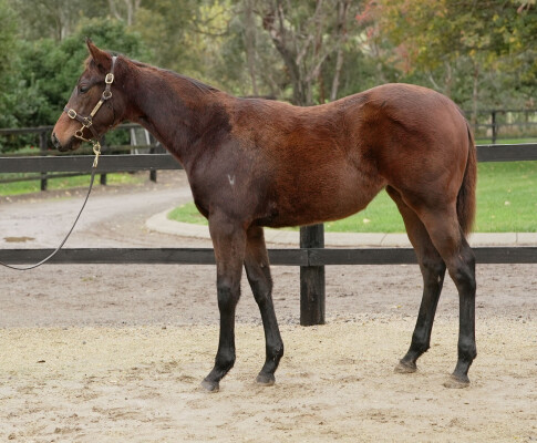 Lot 256: Exceedance / Vienna Classic