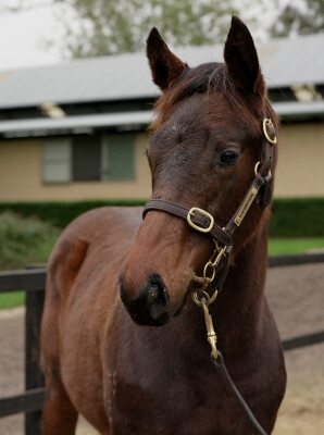 Lot 256: Exceedance / Vienna Classic