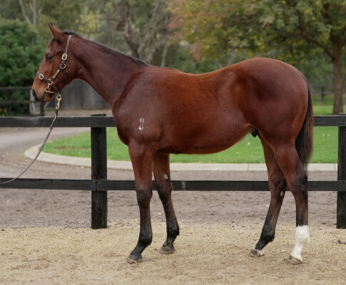 Lot 301: Sejardan / Alliterate