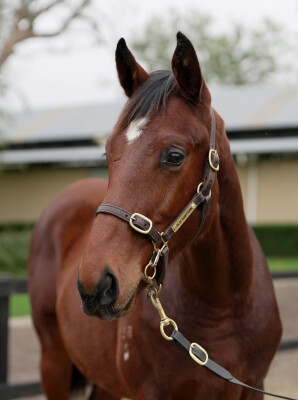 Lot 301: Sejardan / Alliterate
