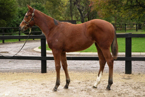 Lot 315: Castelvecchio / Asheerah