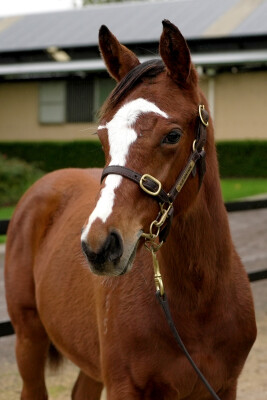 Lot 315: Castelvecchio / Asheerah