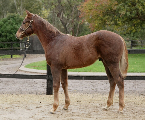 Lot 320: Lofty Strike / Aurora's Hot