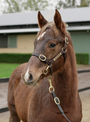Lot 320: Lofty Strike / Aurora's Hot
