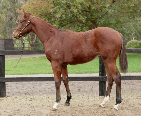 Lot 341: Jacquinot / Bubbles Ball