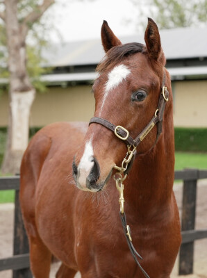 Lot 341: Jacquinot / Bubbles Ball