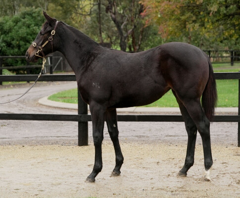 Lot 360: So You Think (NZ) / Chit Chat