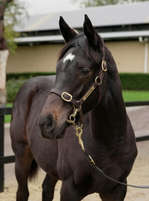 Lot 360: So You Think (NZ) / Chit Chat