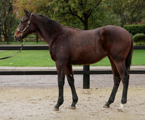 Lot 363: Sejardan / Cinzia