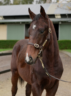 Lot 363: Sejardan / Cinzia