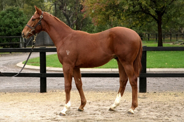 Lot 373: Ghaiyyath (IRE) / Dalwhinnie (NZ)