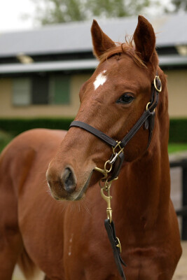 Lot 373: Ghaiyyath (IRE) / Dalwhinnie (NZ)