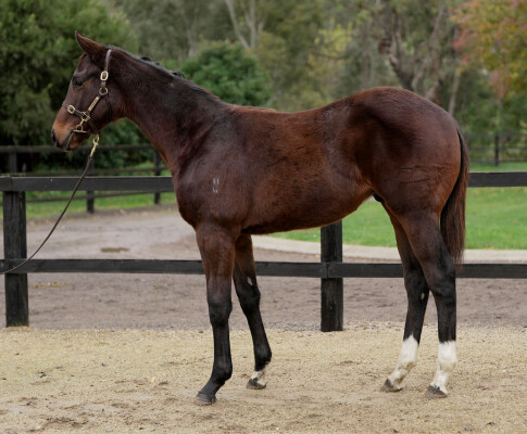 Lot 376: Jacquinot / Dawaa