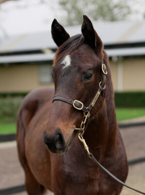 Lot 376: Jacquinot / Dawaa