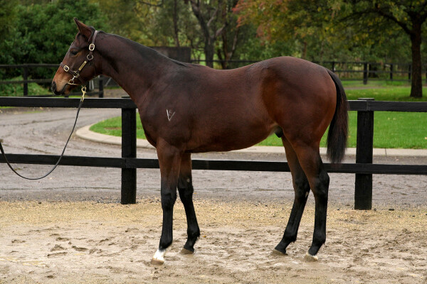 Lot 388: Shalaa (IRE) / Dual Star
