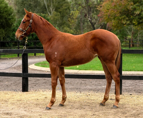 Lot 430: Oxley Road / Gosh (IRE)