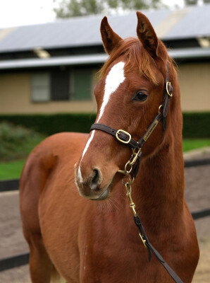 Lot 430: Oxley Road / Gosh (IRE)