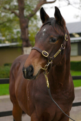 Lot 388: Shalaa (IRE) / Dual Star