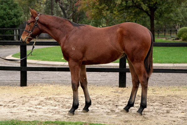 Lot 396: Better Than Ready / Elwaaryaa (GB)
