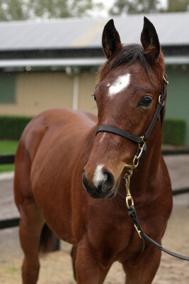 Lot 396: Better Than Ready / Elwaaryaa (GB)