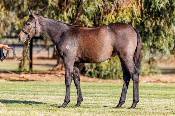 Lot 432: Tagaloa / Lady Magic