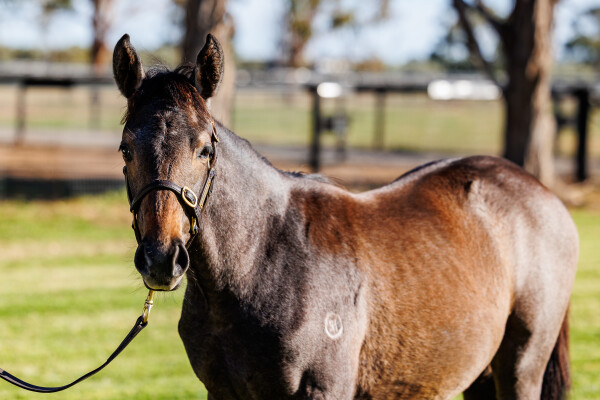 Lot 432: Tagaloa / Lady Magic