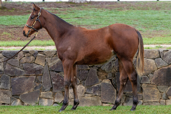 Lot 24: Hawaii Five Oh / Irish Angel