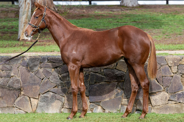 Lot 230: Jacquinot / That Girl