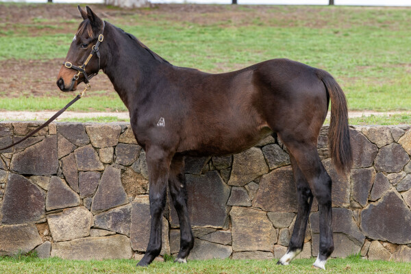 Lot 240: Pierro / Tolerate