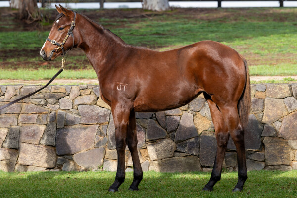 Lot 300: Peltzer / Alla Breve