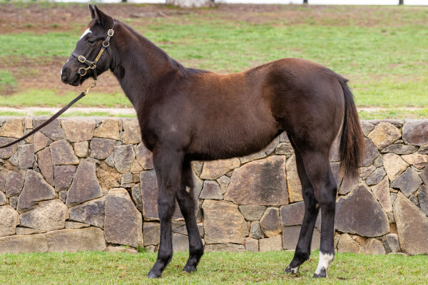 Lot 370: Ole Kirk / Contentedly