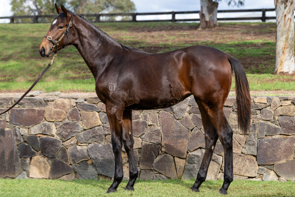 Lot 399: Mo'unga (NZ) / Erin (IRE)